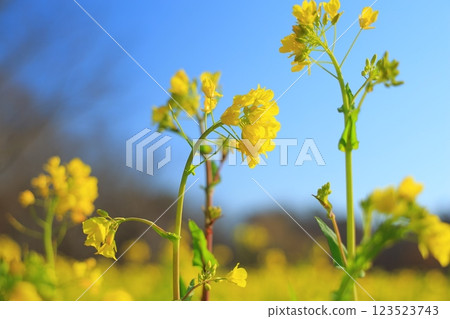 油菜花田裡盛開的油菜花 123523743