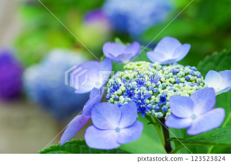 Hydrangea flowers in full bloom 123523824
