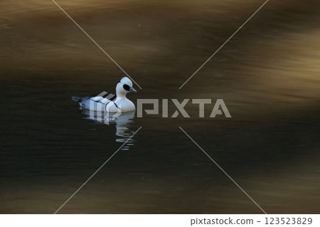 The cute black and white panda duck, the common smack, migrates to lakes and ponds in winter. 123523829
