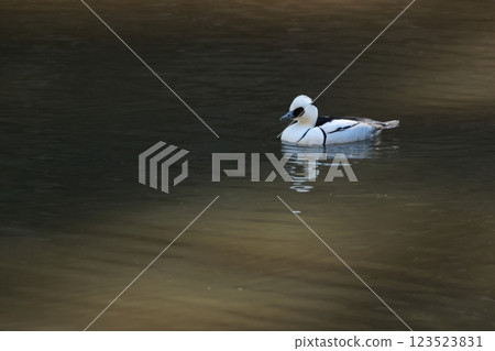 The cute black and white panda duck, the common smack, migrates to lakes and ponds in winter. The cute black and white panda duck, the common smack, migrates to lakes and ponds in winter. 123523831