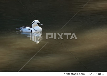 The cute black and white panda duck, the common smack, migrates to lakes and ponds in winter. 123523832