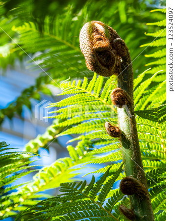 The new shoots of the tree fern look like those of an ancient tree. The new shoots of the tree fern look like those of an ancient tree. 123524097