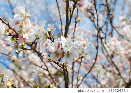 櫻花和藍天 櫻花和藍天 123524214