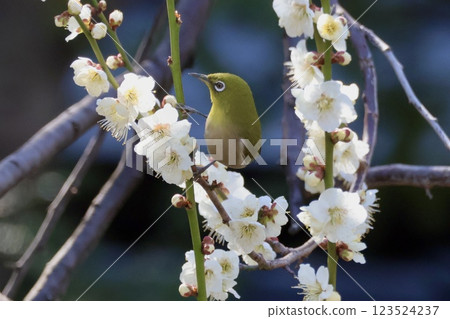 White-eye that sucks the nectar of plum blossoms White-eye that sucks the nectar of plum blossoms 123524237
