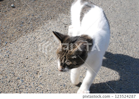 Cute white and brown stray cat 123524287