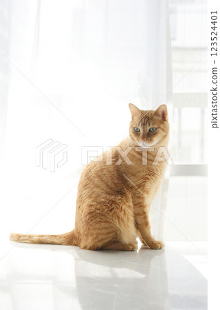Daily scenery of cat parent and child Daily scenery of cat parent and child 123524401