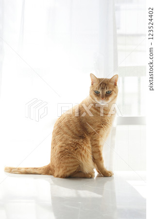 Daily scenery of cat parent and child Daily scenery of cat parent and child 123524402