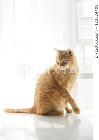 Daily scenery of cat parent and child Daily scenery of cat parent and child 123524403