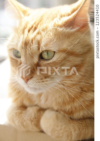 Daily scenery of cat parent and child Daily scenery of cat parent and child 123524410