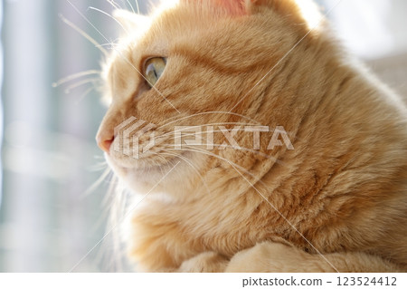 Daily scenery of cat parent and child Daily scenery of cat parent and child 123524412