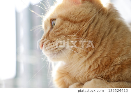 Daily scenery of cat parent and child Daily scenery of cat parent and child 123524413