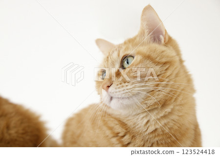 貓親子日常風景 123524418