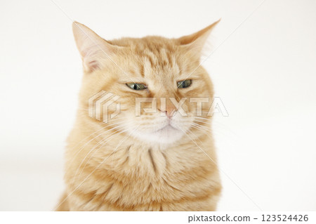 Daily scenery of cat parent and child Daily scenery of cat parent and child 123524426