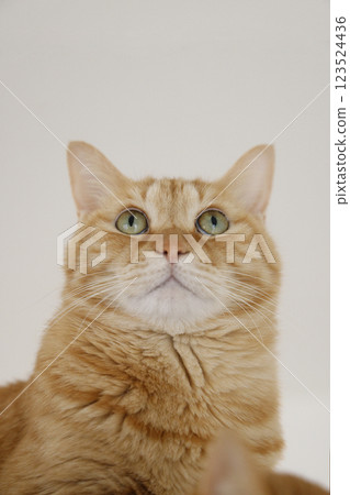 Daily scenery of cat parent and child 123524436