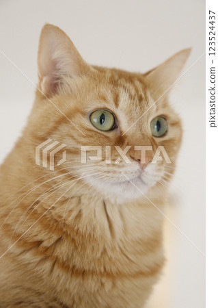 Daily scenery of cat parent and child 123524437