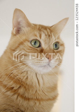 貓親子日常風景 123524438