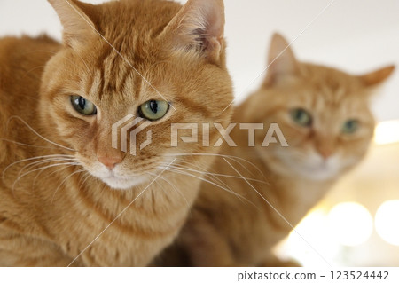 Daily scenery of cat parent and child Daily scenery of cat parent and child 123524442