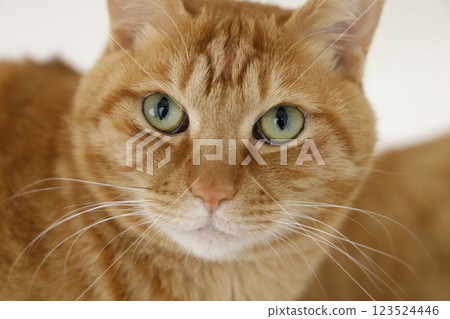 Daily scenery of cat parent and child Daily scenery of cat parent and child 123524446