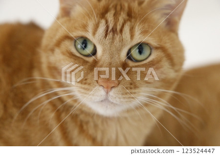 Daily scenery of cat parent and child Daily scenery of cat parent and child 123524447