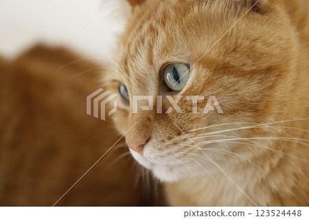 Daily scenery of cat parent and child 123524448