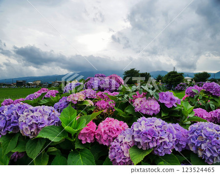 Captivating Hydrangea Scenery: Early Summer Scenery in Japan Captivating Hydrangea Scenery: Early Summer Scenery in Japan 123524465