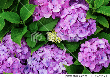 迷人的繡球花風景：日本初夏的風景 123524471