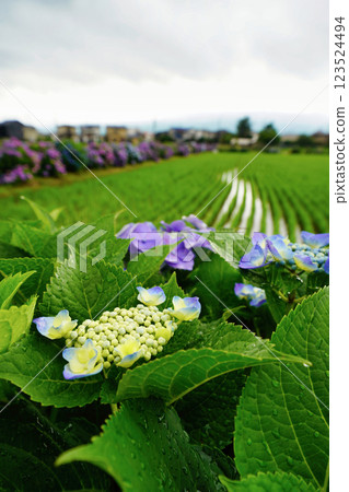 Captivating Hydrangea Scenery: Early Summer Scenery in Japan 123524494