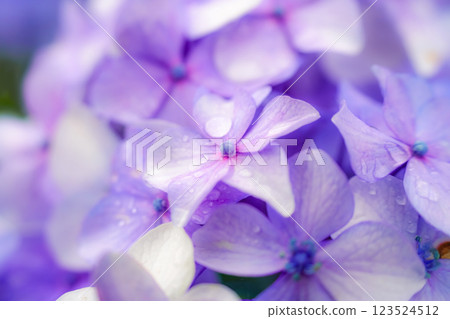 Captivating Hydrangea Scenery: Early Summer Scenery in Japan 123524512