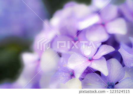 迷人的繡球花風景:日本初夏的風景 迷人的繡球花風景:日本初夏的風景 123524515