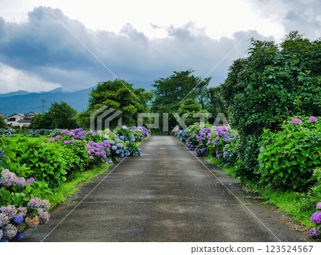 A fantastic hydrangea road: an early summer landscape blending into the rural scenery 123524567