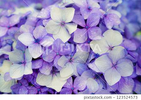 Captivating Hydrangea Scenery: Early Summer Scenery in Japan Captivating Hydrangea Scenery: Early Summer Scenery in Japan 123524573