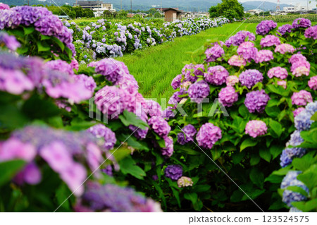 迷人的繡球花風景:日本初夏的風景 迷人的繡球花風景:日本初夏的風景 123524575