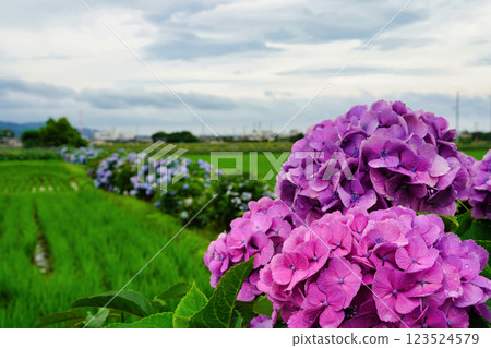 迷人的繡球花風景：日本初夏的風景 123524579