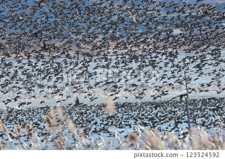 A flock of ducks taking off from the swamp A flock of ducks taking off from the swamp 123524592