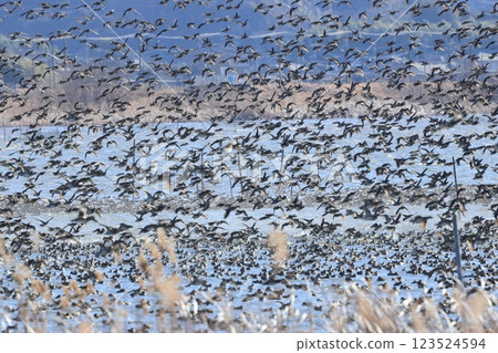A flock of ducks taking off from the swamp A flock of ducks taking off from the swamp 123524594