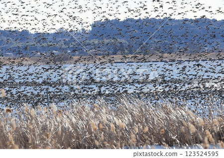A flock of ducks taking off from the swamp A flock of ducks taking off from the swamp 123524595