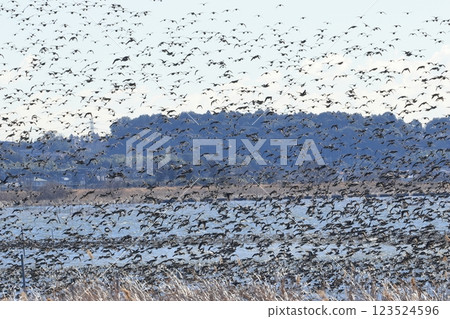 一群鴨子從沼澤起飛 一群鴨子從沼澤起飛 123524596