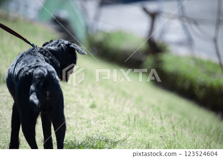 Fun large dog walk. Friendly dog, back view, no face Fun large dog walk. Friendly dog, back view, no face 123524604