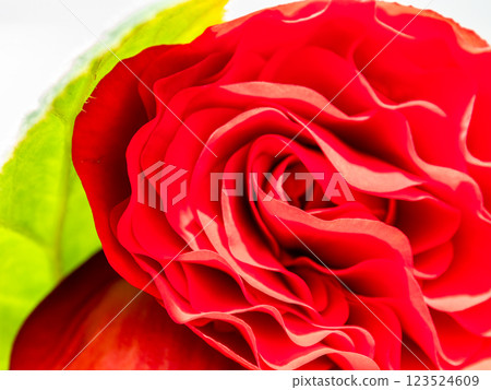 紅色秋海棠花瓣美麗重疊 紅色秋海棠花瓣美麗重疊 123524609