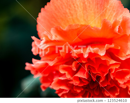 Beautiful overlapping petals of red begonia Beautiful overlapping petals of red begonia 123524610
