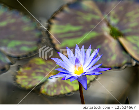 Beautiful purple tropical water lilies decorating the waterside Beautiful purple tropical water lilies decorating the waterside 123524667