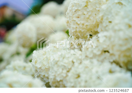 夏日盛開的純白色安娜貝爾花：日本初夏的風景 123524687