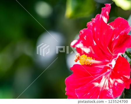 明亮的芙蓉花 明亮的芙蓉花 123524700