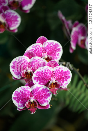 Pink Phalaenopsis orchids or moth orchids blooming in ornamental garden Pink Phalaenopsis orchids or moth orchids blooming in ornamental garden 123524887