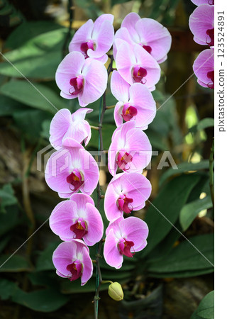 Pink Phalaenopsis orchids or moth orchids blooming in ornamental garden 123524891