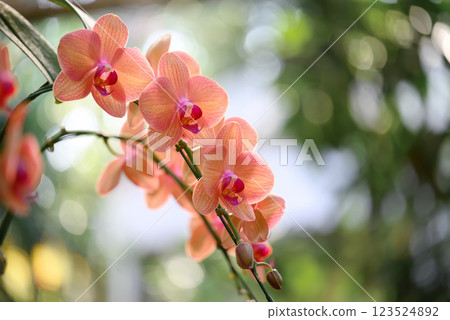 Orange Phalaenopsis orchids or moth orchids blooming in ornamental garden 123524892