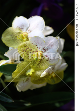 Hybrid Vanda orchid flower blossom in garden 123524896