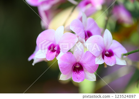 Purple Dendrobium orchids blooming in ornamental garden Purple Dendrobium orchids blooming in ornamental garden 123524897