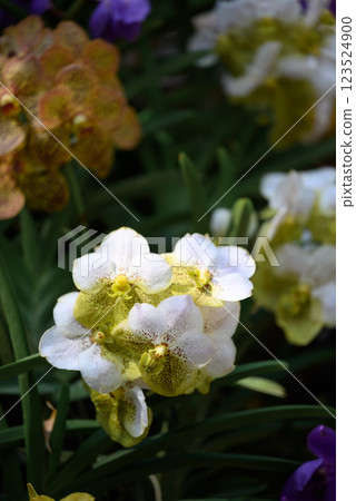 Hybrid Vanda orchid flower blossom in garden 123524900