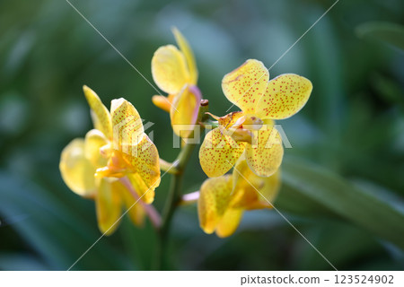 Yellow orchid flowers (Ascocentrum miniatum or Vanda miniatum) Yellow orchid flowers (Ascocentrum miniatum or Vanda miniatum) 123524902
